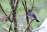 Slate-colored Seedeater